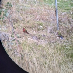 Platycercus elegans at West Wodonga, VIC - 16 Jul 2022 11:09 AM