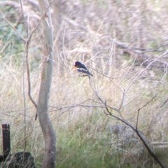 Petroica boodang (Scarlet Robin) at Felltimber Creek NCR - 16 Jul 2022 by Darcy