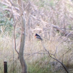 Petroica boodang at West Wodonga, VIC - 16 Jul 2022