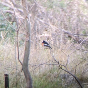 Petroica boodang at West Wodonga, VIC - 16 Jul 2022 11:25 AM