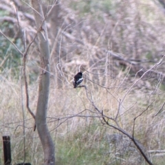 Petroica boodang at West Wodonga, VIC - 16 Jul 2022 11:25 AM