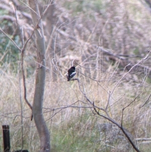 Petroica boodang at West Wodonga, VIC - 16 Jul 2022