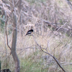 Petroica boodang at West Wodonga, VIC - 16 Jul 2022 11:25 AM