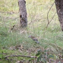 Colluricincla harmonica (Grey Shrikethrush) at West Wodonga, VIC - 16 Jul 2022 by Darcy