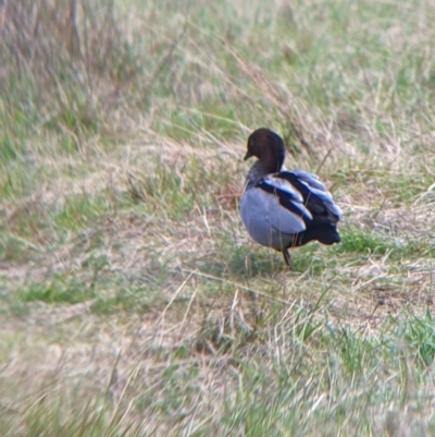 Chenonetta jubata (Australian Wood Duck) at Wodonga - 16 Jul 2022 by Darcy