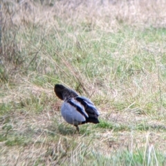 Chenonetta jubata at West Wodonga, VIC - 16 Jul 2022 11:40 AM