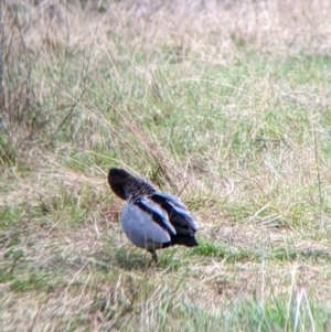 Chenonetta jubata at West Wodonga, VIC - 16 Jul 2022 11:40 AM