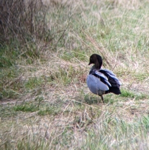 Chenonetta jubata at West Wodonga, VIC - 16 Jul 2022 11:40 AM