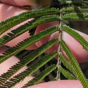 Acacia mearnsii at Thurgoona, NSW - 16 Jul 2022 01:04 PM