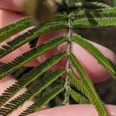 Acacia mearnsii at Thurgoona, NSW - 16 Jul 2022 01:04 PM