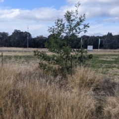 Acacia mearnsii at Thurgoona, NSW - 16 Jul 2022
