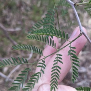 Gleditsia triacanthos at Thurgoona, NSW - 16 Jul 2022 01:40 PM