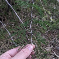 Gleditsia triacanthos at Thurgoona, NSW - 16 Jul 2022 01:40 PM