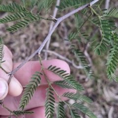 Gleditsia triacanthos at Thurgoona, NSW - 16 Jul 2022 01:40 PM