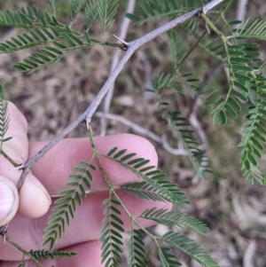 Gleditsia triacanthos at Thurgoona, NSW - 16 Jul 2022 01:40 PM