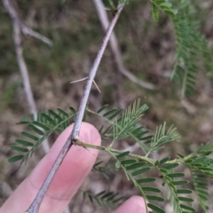 Gleditsia triacanthos at Thurgoona, NSW - 16 Jul 2022 01:40 PM