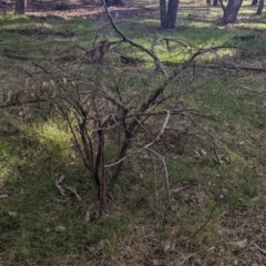 Gleditsia triacanthos at Thurgoona, NSW - 16 Jul 2022 01:40 PM