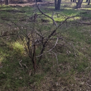 Gleditsia triacanthos at Thurgoona, NSW - 16 Jul 2022