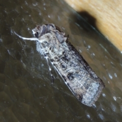 Agrotis porphyricollis (Variable Cutworm) at Pollinator-friendly garden Conder - 16 Feb 2022 by michaelb