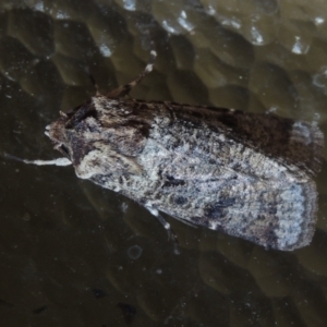 Agrotis porphyricollis at Conder, ACT - 16 Feb 2022