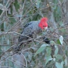 Callocephalon fimbriatum (Gang-gang Cockatoo) at QPRC LGA - 16 Jul 2022 by Wandiyali