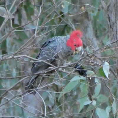 Callocephalon fimbriatum (Gang-gang Cockatoo) at Jerrabomberra, NSW - 16 Jul 2022 by Wandiyali