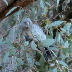 Callocephalon fimbriatum at Jerrabomberra, NSW - suppressed