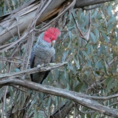 Callocephalon fimbriatum at Jerrabomberra, NSW - suppressed