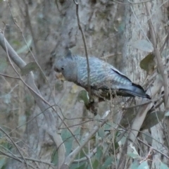 Callocephalon fimbriatum at Jerrabomberra, NSW - 17 Jul 2022