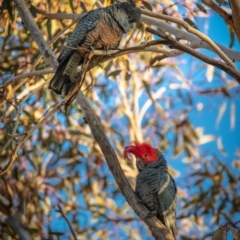 Callocephalon fimbriatum (Gang-gang Cockatoo) at Hackett, ACT - 16 Jul 2022 by Boagshoags