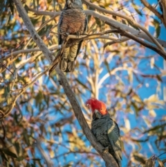 Callocephalon fimbriatum at Hackett, ACT - 16 Jul 2022