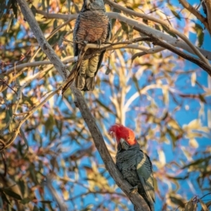 Callocephalon fimbriatum at Hackett, ACT - 16 Jul 2022