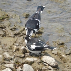 Grallina cyanoleuca (Magpie-lark) at Commonwealth & Kings Parks - 21 Dec 2019 by Birdy