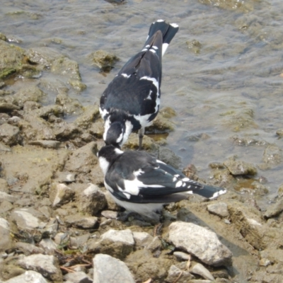 Grallina cyanoleuca (Magpie-lark) at Commonwealth & Kings Parks - 21 Dec 2019 by Birdy