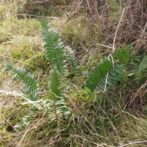 Pellaea falcata at Hawker, ACT - suppressed