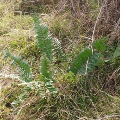 Pellaea falcata (Sickle Fern) at The Pinnacle - 17 Jul 2022 by sangio7