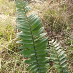 Pellaea falcata at Hawker, ACT - suppressed