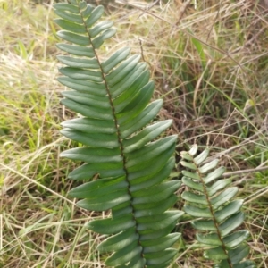 Pellaea falcata at Hawker, ACT - suppressed