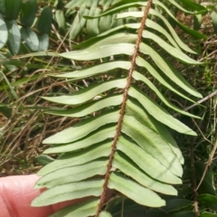 Pellaea falcata at Hawker, ACT - suppressed