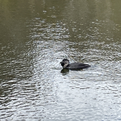 Biziura lobata (Musk Duck) at Tidbinbilla Nature Reserve - 17 Jul 2022 by Mavis