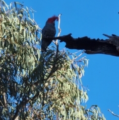 Callocephalon fimbriatum (Gang-gang Cockatoo) at Paddys River, ACT - 9 Jul 2022 by jhotchin