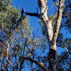 Callocephalon fimbriatum at Paddys River, ACT - 9 Jul 2022