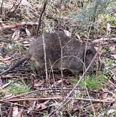 Potorous tridactylus (Long-nosed Potoroo) at Tidbinbilla Nature Reserve - 17 Jul 2022 by Mavis