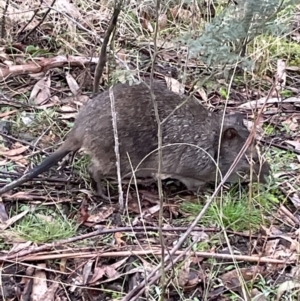 Potorous tridactylus at Paddys River, ACT - 17 Jul 2022