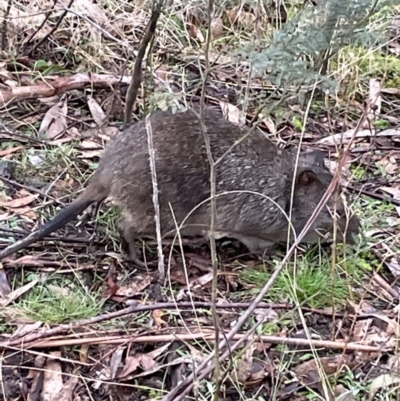 Potorous tridactylus (Long-nosed Potoroo) at Tidbinbilla Nature Reserve - 17 Jul 2022 by Mavis