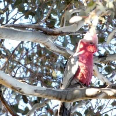 Eolophus roseicapilla (Galah) at Queanbeyan West, NSW - 7 Jul 2022 by Paul4K