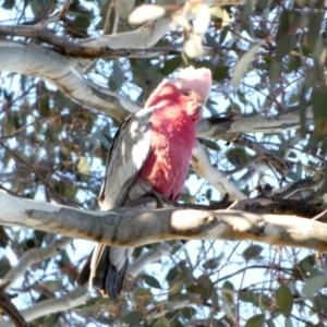 Eolophus roseicapilla at Queanbeyan West, NSW - 7 Jul 2022