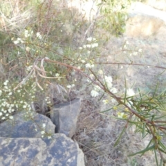 Acacia genistifolia (Early Wattle) at Queanbeyan West, NSW - 4 Jul 2022 by Paul4K