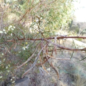 Acacia genistifolia at Queanbeyan West, NSW - 5 Jul 2022