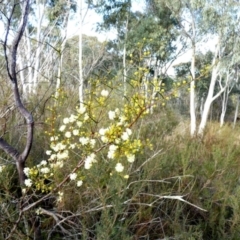 Acacia genistifolia at Queanbeyan West, NSW - 5 Jul 2022